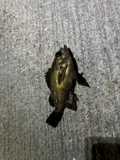 メバルの釣果