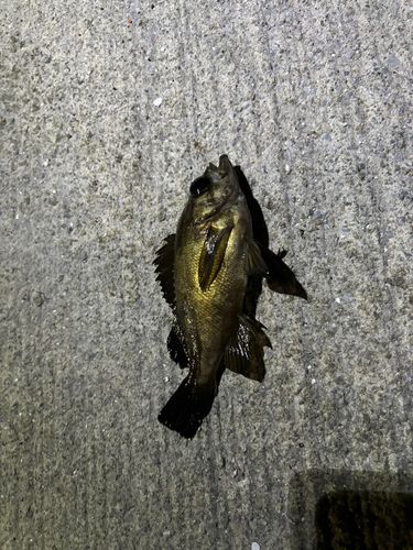 メバルの釣果
