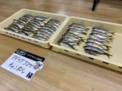 アジの釣果