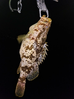 タケノコメバルの釣果