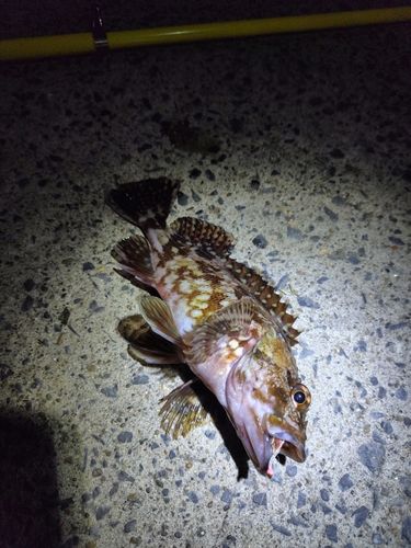 カサゴの釣果