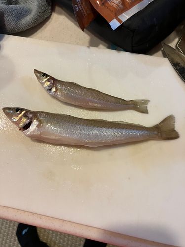 キスの釣果