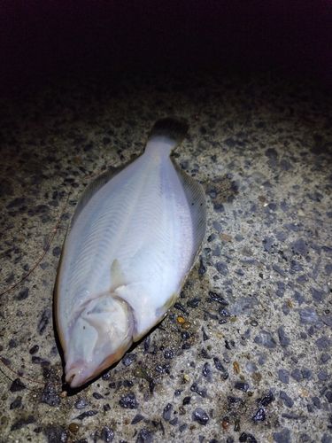マコガレイの釣果