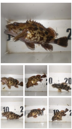 ガシラの釣果