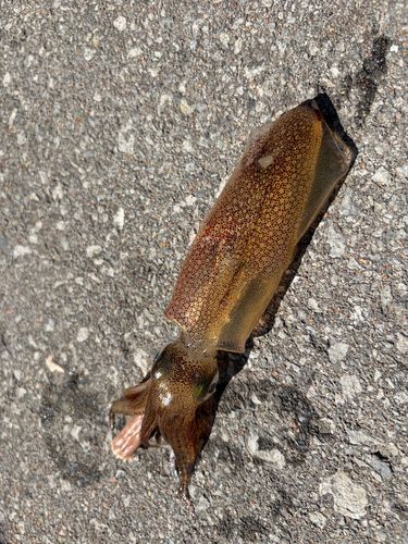 ヒイカの釣果