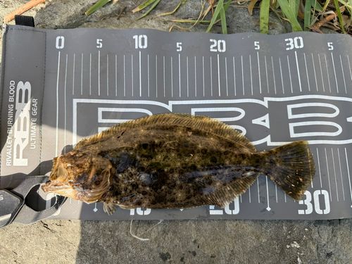 ソゲの釣果