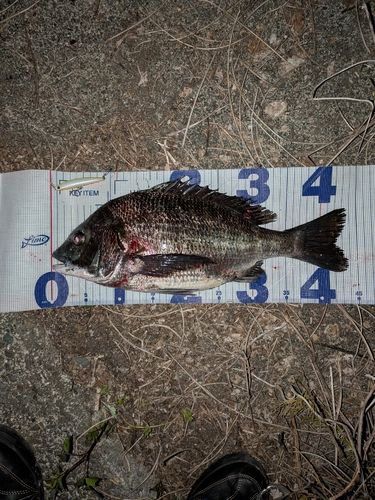 クロダイの釣果