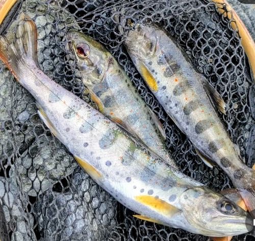 アマゴの釣果