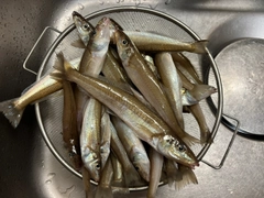 アナゴの釣果