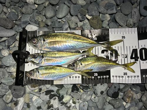 アジの釣果