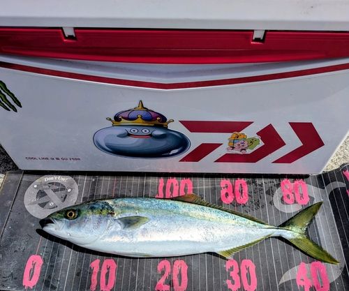 イナダの釣果