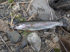 ニジマスの釣果