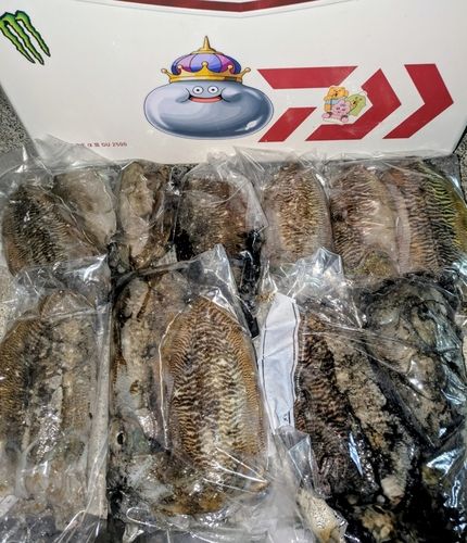 コウイカの釣果