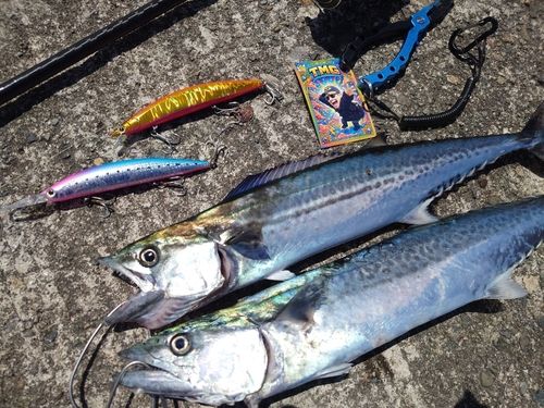 サゴシの釣果