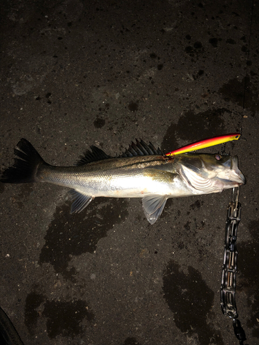 シーバスの釣果