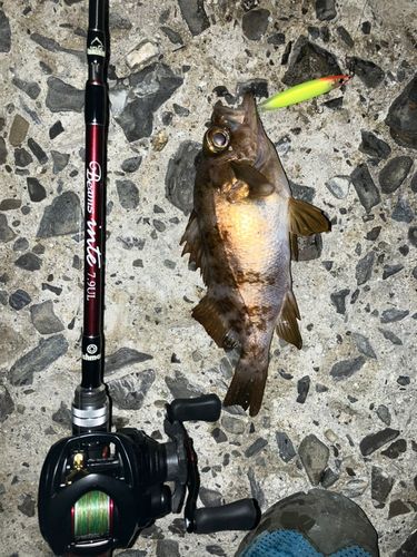 メバルの釣果