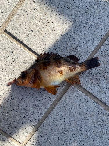 アカメバルの釣果