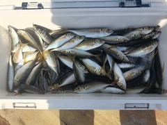 マアジの釣果