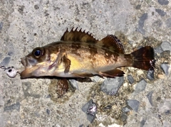 ベッコウゾイの釣果