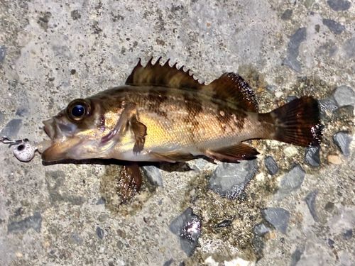 ベッコウゾイの釣果
