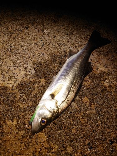 セイゴ（マルスズキ）の釣果