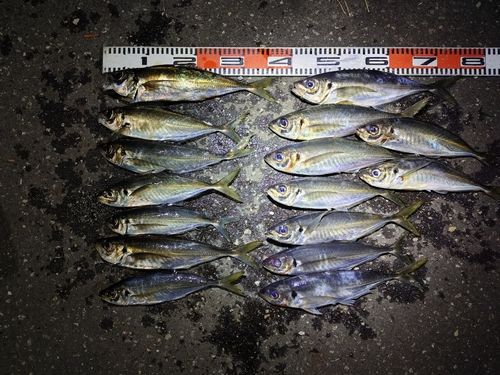 アジの釣果