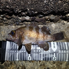 メバルの釣果