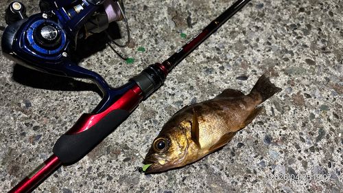 メバルの釣果