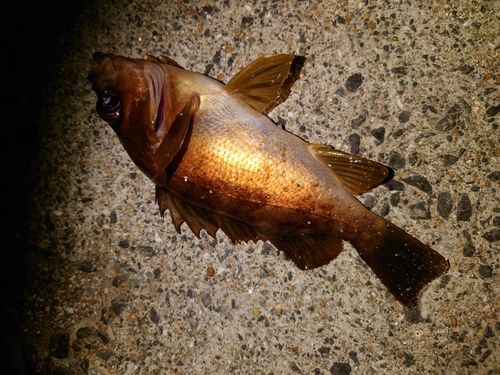 アカメバルの釣果
