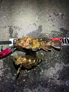 カサゴの釣果