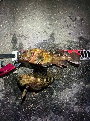 カサゴの釣果