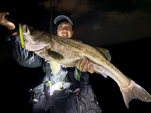 タイリクスズキの釣果
