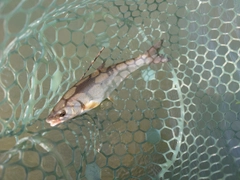 釣果