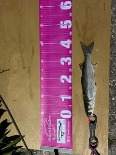 ボラの釣果