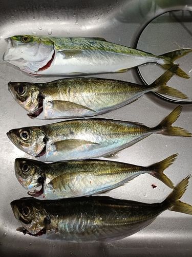 マアジの釣果