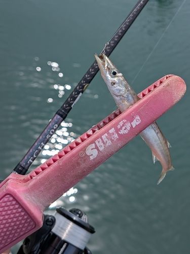 アカカマスの釣果