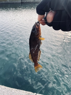 アブラコの釣果