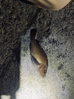 エゾメバルの釣果
