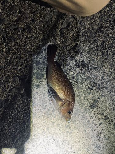 エゾメバルの釣果
