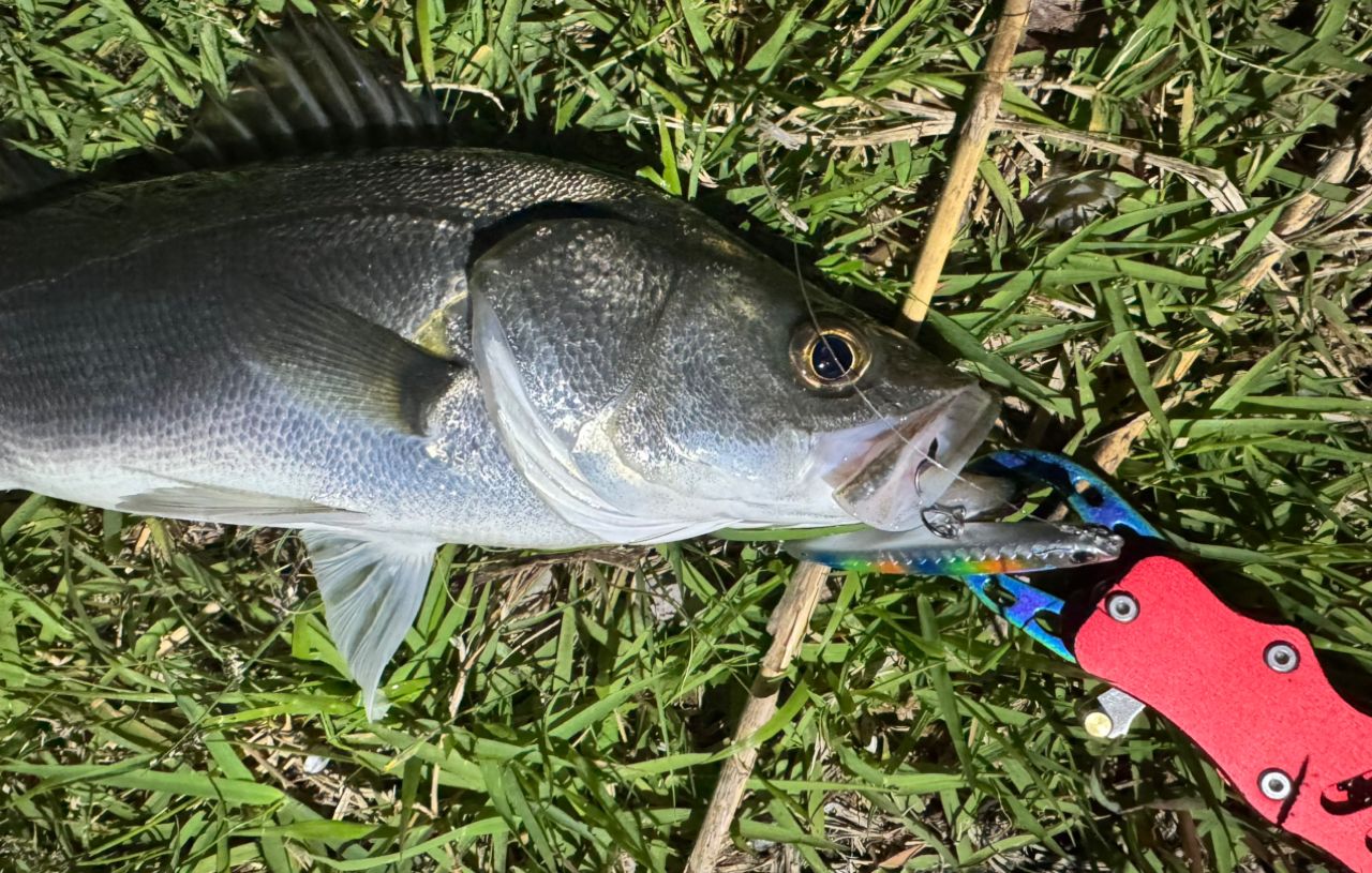 SHIMANO 18ディアルーナ S90MLの最安値・インプレ・釣果 | 本音の