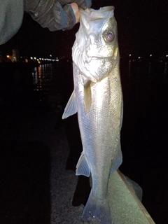 フッコ（マルスズキ）の釣果