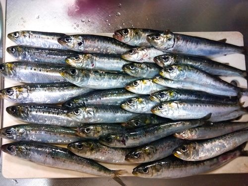 マイワシの釣果