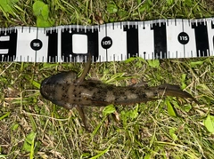 ウロハゼの釣果