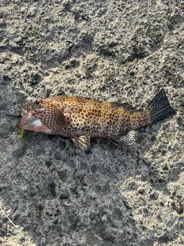 オオモンハタの釣果