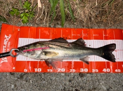 シーバスの釣果
