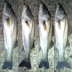 フッコ（マルスズキ）の釣果