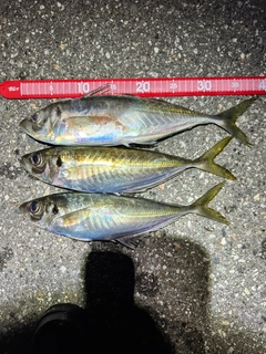 マアジの釣果