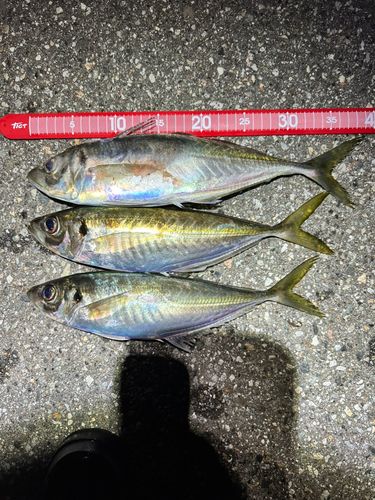 マアジの釣果