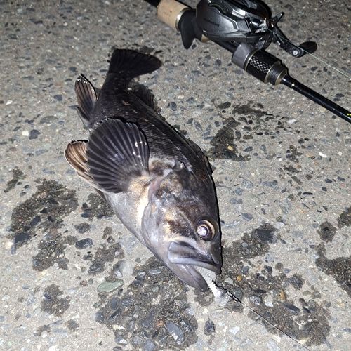 釣果