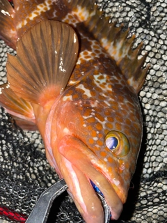 キジハタの釣果